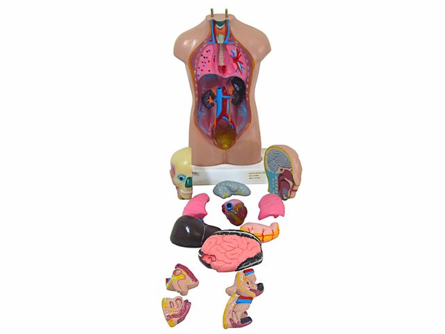 Torso Assexuado de 50 cm em 11 Partes - TGD-0206-C - Anatomic Torso Assexuado de 50 cm em 11 Partes - TGD-0206-C - Anatomic