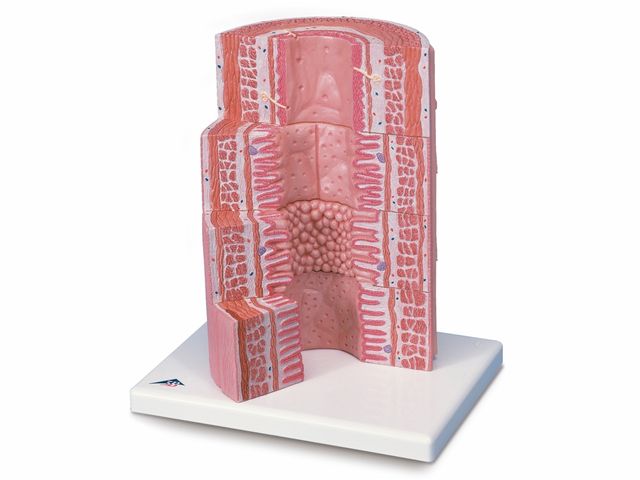 Tubo Digestivo MICROanatomy - 20x o Tamanho Natural - K23 - 3B Scientific Tubo Digestivo MICROanatomy - 20x o Tamanho Natural - K23 - 3B Scientific