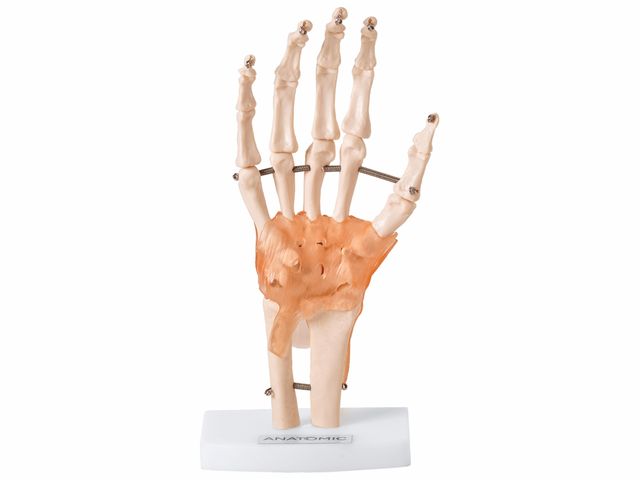 Articulação da Mão com Ligamentos - TGD-0162-C - Anatomic Articulação da Mão com Ligamentos - TGD-0162-C - Anatomic