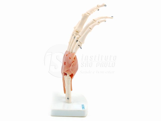 Articulação da Mão com Ligamentos - TGD-0162-C - Anatomic
