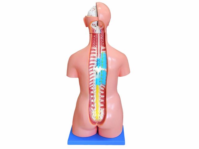 Torso Bissexual 85 cm com Coluna Exposta em 25 Partes - TGD-0202-C -  Anatomic