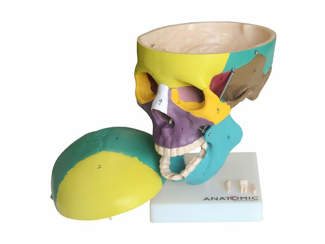 Crânio Colorido em 3 Partes - TGD-0102-A - Anatomic Crânio Colorido em 3 Partes - TGD-0102-A - Anatomic