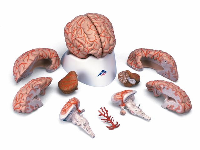 Cérebro com Artérias - em 9 Partes - C20 - 3B Scientific Cérebro com Artérias - em 9 Partes - C20 - 3B Scientific