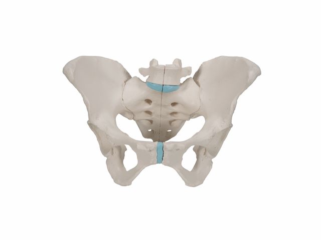 Esqueleto Pélvico Feminino com Ligamentos em 3 Partes - H20/1 - 3B Scientific Esqueleto Pélvico Feminino com Ligamentos em 3 Partes - H20/1 - 3B Scientific