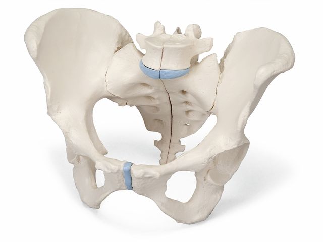 Esqueleto Pélvico Feminino com Ligamentos em 3 Partes - H20/1 - 3B Scientific Esqueleto Pélvico Feminino com Ligamentos em 3 Partes - H20/1 - 3B Scientific