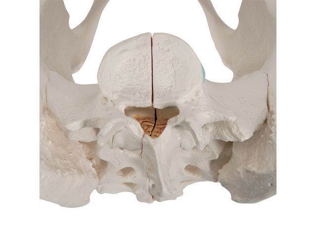 Esqueleto Pélvico Feminino com Ligamentos em 3 Partes - H20/1 - 3B Scientific Esqueleto Pélvico Feminino com Ligamentos em 3 Partes - H20/1 - 3B Scientific