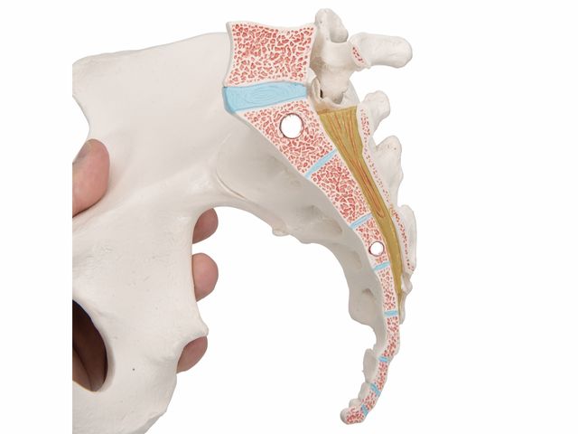 Esqueleto Pélvico Feminino com Ligamentos em 3 Partes - H20/1 - 3B Scientific Esqueleto Pélvico Feminino com Ligamentos em 3 Partes - H20/1 - 3B Scientific