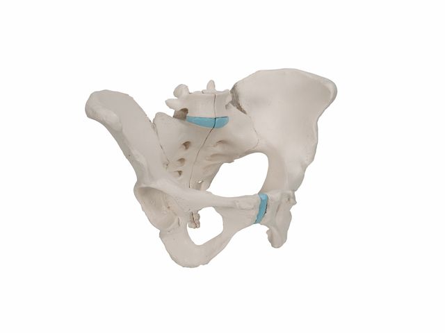 Esqueleto Pélvico Feminino com Ligamentos em 3 Partes - H20/1 - 3B Scientific Esqueleto Pélvico Feminino com Ligamentos em 3 Partes - H20/1 - 3B Scientific