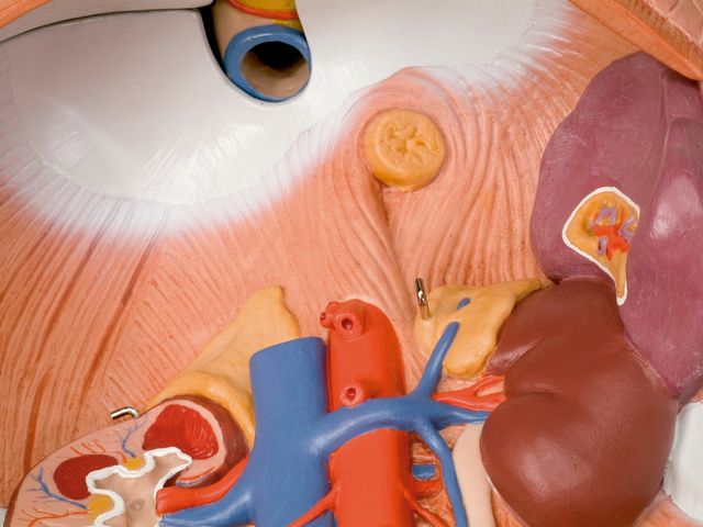 Torso Clássico Unissex - em 12 Partes - B09 - 3B Scientific Torso Clássico Unissex - em 12 Partes - B09 - 3B Scientific