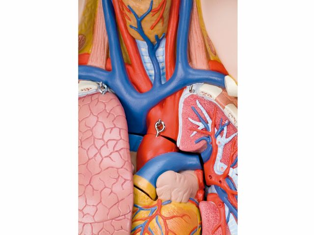 Torso Clássico Unissex - em 12 Partes - B09 - 3B Scientific Torso Clássico Unissex - em 12 Partes - B09 - 3B Scientific