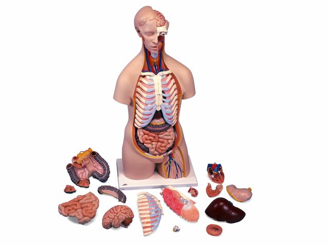 Torso Clássico Unissex - em 16 Partes - B11 - 3B Scientific Torso Clássico Unissex - em 16 Partes - B11 - 3B Scientific
