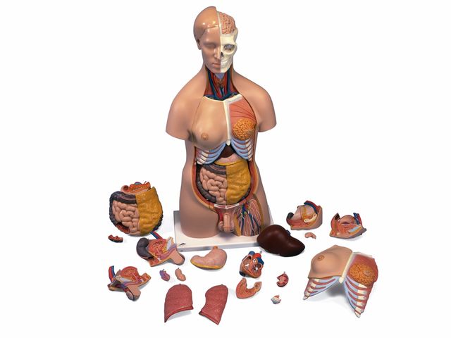 Torso de Luxo Masculino e Feminino em 20 partes - B32 - 3B Scientific Torso de Luxo Masculino e Feminino em 20 partes - B32 - 3B Scientific