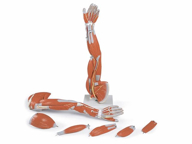 Braço com Músculos Destacáveis - em 6 Partes - M10 - 3B Scientific Braço com Músculos Destacáveis - em 6 Partes - M10 - 3B Scientific
