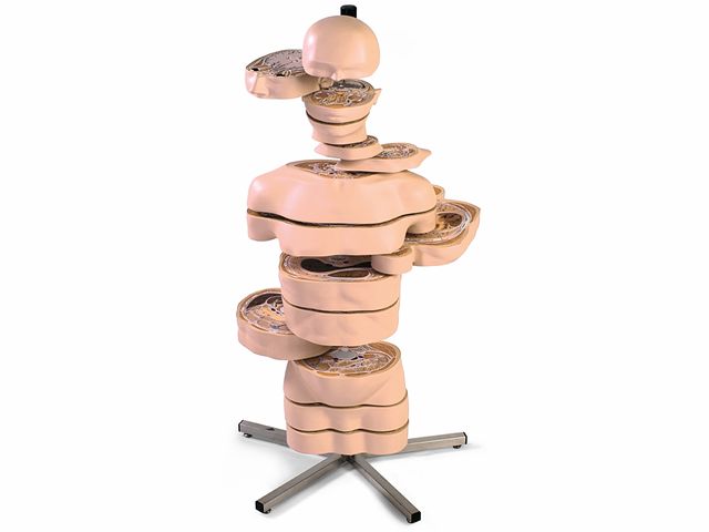 Torso em Discos - em 15 Partes - VA20 - 3B Scientific Torso em Discos - em 15 Partes - VA20 - 3B Scientific