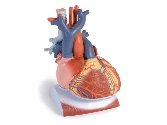 Coração com Diafragma - Ampliado em 3x - em 10 Partes - VD251 - 3B Scientific Coração com Diafragma - Ampliado em 3x - em 10 Partes - VD251 - 3B Scientific