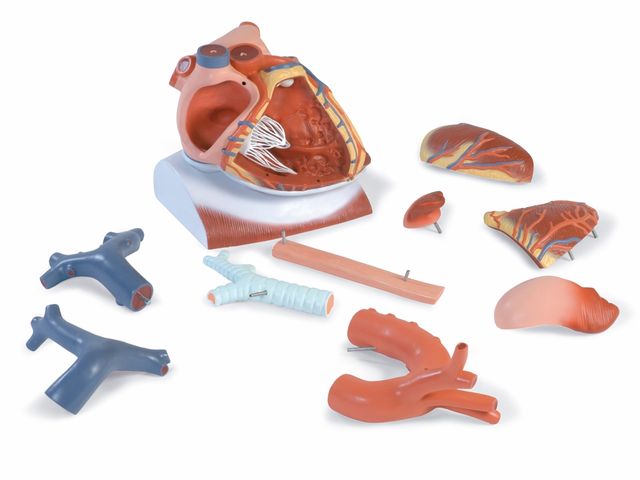 Coração com Diafragma - Ampliado em 3x - em 10 Partes - VD251 - 3B Scientific Coração com Diafragma - Ampliado em 3x - em 10 Partes - VD251 - 3B Scientific