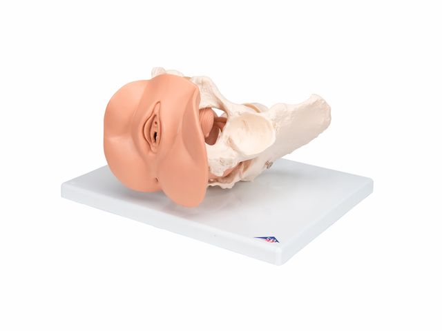 Esqueleto Pélvico Feminino com Órgãos Genitais - L31 - 3B Scientific Esqueleto Pélvico Feminino com Órgãos Genitais - L31 - 3B Scientific