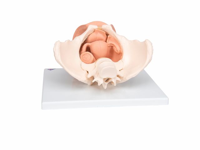 Esqueleto Pélvico Feminino com Órgãos Genitais - L31 - 3B Scientific Esqueleto Pélvico Feminino com Órgãos Genitais - L31 - 3B Scientific