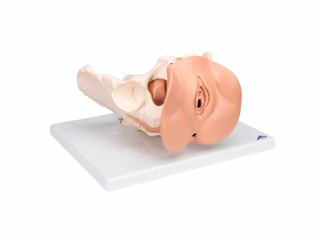 Esqueleto Pélvico Feminino com Órgãos Genitais - L31 - 3B Scientific Esqueleto Pélvico Feminino com Órgãos Genitais - L31 - 3B Scientific