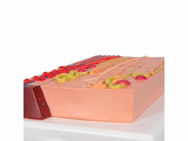 NEFRONS E VASOS SANGUINEOS AMPLIADO 120X, K10/1, COM SUPORTE - 3B SCIENTIFIC - OUTLET* - Enquanto durarem os estoques