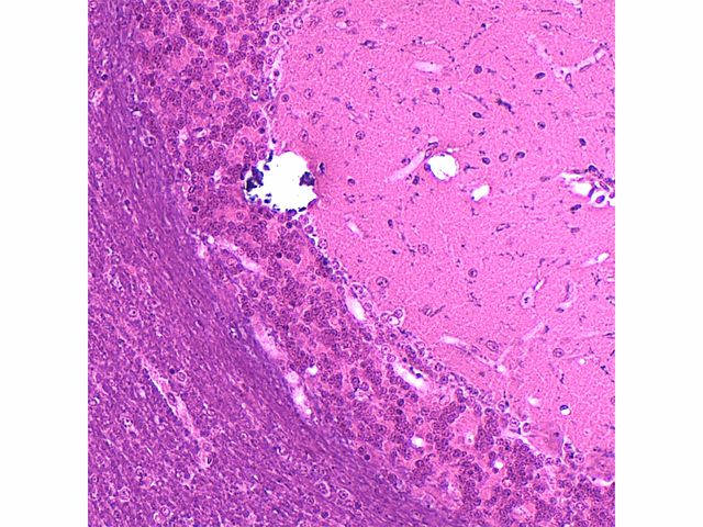 Conjunto de Lâminas Preparadas de Histologia - TIL-H-80 - 80 Peças - Anatomic Conjunto de Lâminas Preparadas de Histologia - TIL-H-80 - 80 Peças - Anatomic