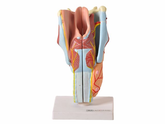 Garganta Ampliada com 4 partes - TZJ 0314 A - Anatomic