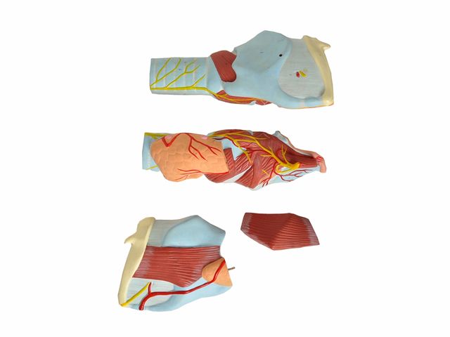 Garganta Ampliada com 4 partes - TZJ 0314 A - Anatomic Garganta Ampliada com 4 partes - TZJ 0314 A - Anatomic