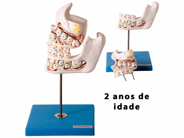Modelo de Desenvolvimento da Dentição - TZJ 0313 D - Anatomic Modelo de Desenvolvimento da Dentição - TZJ 0313 D - Anatomic