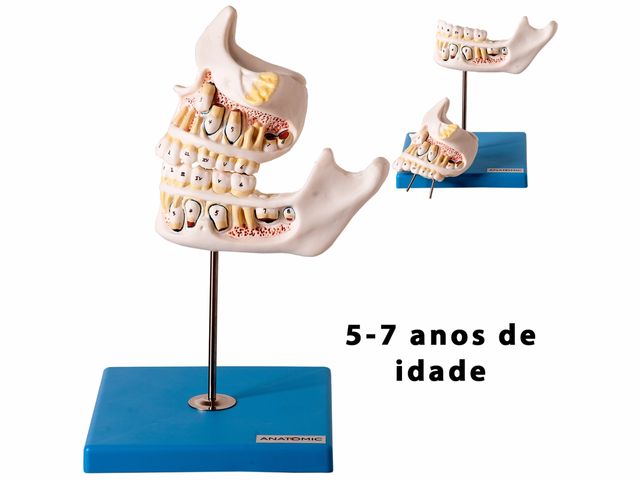 Modelo de Desenvolvimento da Dentição - TZJ 0313 D - Anatomic Modelo de Desenvolvimento da Dentição - TZJ 0313 D - Anatomic