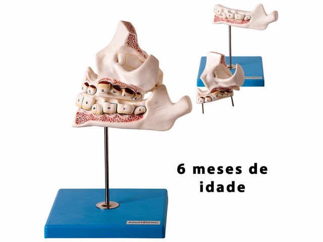 Modelo de Desenvolvimento da Dentição - TZJ 0313 D - Anatomic Modelo de Desenvolvimento da Dentição - TZJ 0313 D - Anatomic