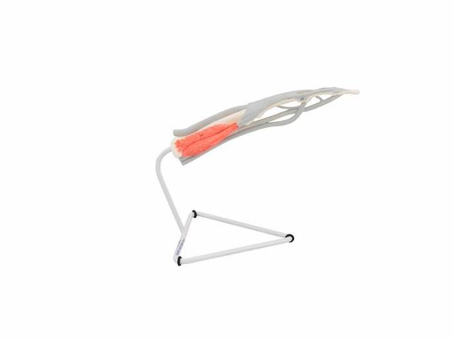 Modelo Estrutural do Dedo - M19 - 3B Scientific Modelo Estrutural do Dedo - M19 - 3B Scientific