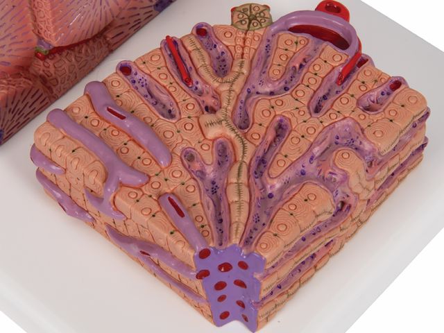 Fígado MICROanatomy - K24 - 3B Scientific Fígado MICROanatomy - K24 - 3B Scientific