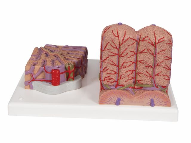 Fígado MICROanatomy - K24 - 3B Scientific Fígado MICROanatomy - K24 - 3B Scientific