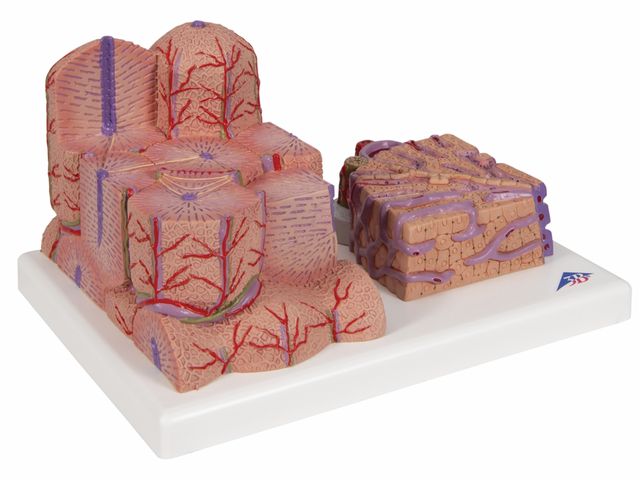 Fígado MICROanatomy - K24 - 3B Scientific Fígado MICROanatomy - K24 - 3B Scientific