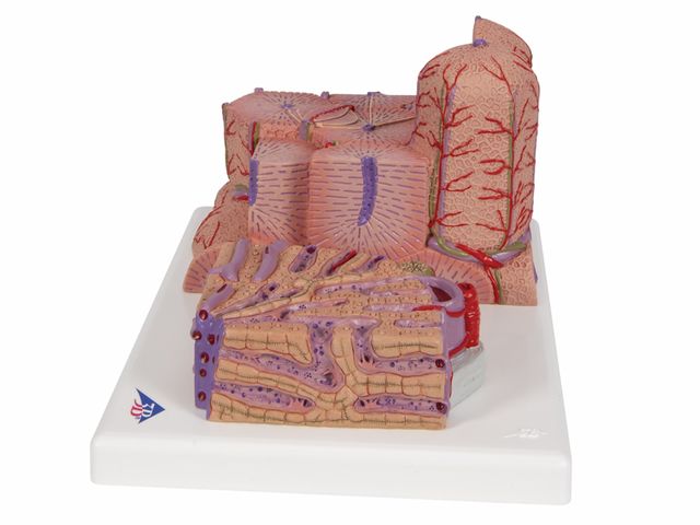 Fígado MICROanatomy - K24 - 3B Scientific Fígado MICROanatomy - K24 - 3B Scientific