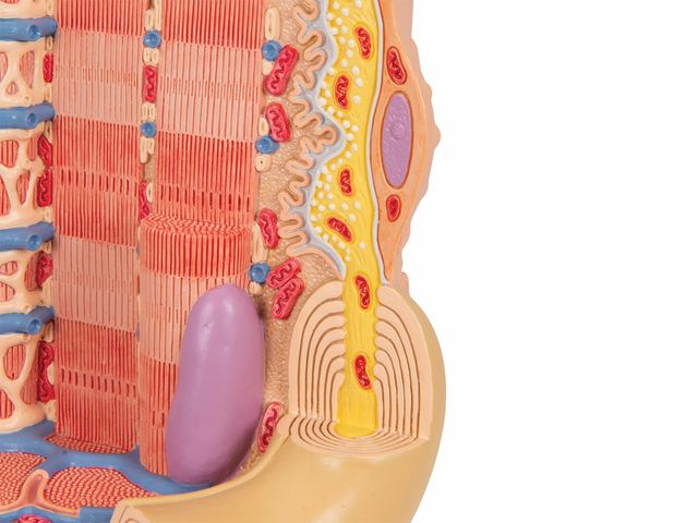 Fibras Musculares - MICROanatomy - B60 - 3B Scientific Fibras Musculares - MICROanatomy - B60 - 3B Scientific