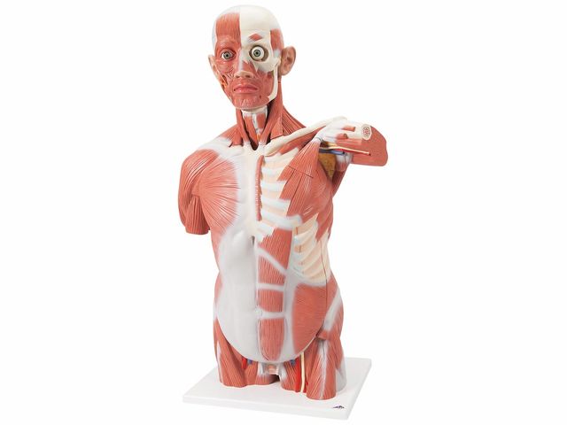Torso Muscular - Tamanho Natural - em 27 Partes - VA16 - 3B Scientific Torso Muscular - Tamanho Natural - em 27 Partes - VA16 - 3B Scientific