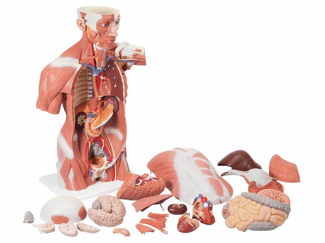 Torso Muscular - Tamanho Natural - em 27 Partes - VA16 - 3B Scientific Torso Muscular - Tamanho Natural - em 27 Partes - VA16 - 3B Scientific
