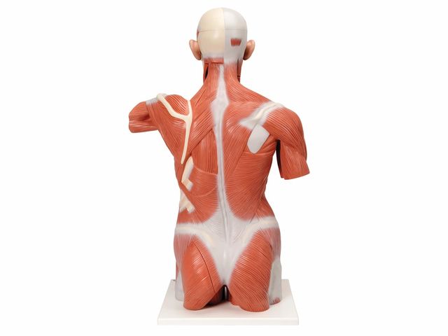 Torso Muscular - Tamanho Natural - em 27 Partes - VA16 - 3B Scientific Torso Muscular - Tamanho Natural - em 27 Partes - VA16 - 3B Scientific