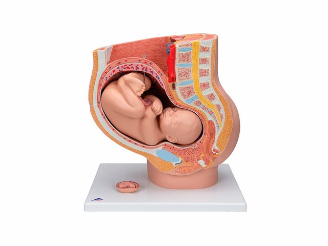 Pelve de Gravidez em 3 Partes - L20 - 3B Scientific Pelve de Gravidez em 3 Partes - L20 - 3B Scientific