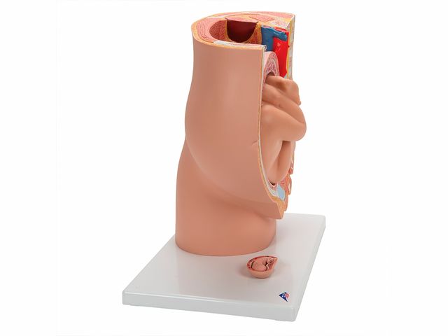Pelve de Gravidez em 3 Partes - L20 - 3B Scientific Pelve de Gravidez em 3 Partes - L20 - 3B Scientific