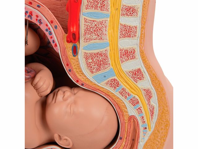 Pelve de Gravidez em 3 Partes - L20 - 3B Scientific Pelve de Gravidez em 3 Partes - L20 - 3B Scientific