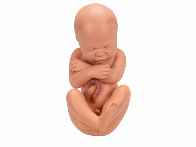 Pelve de Gravidez em 3 Partes - L20 - 3B Scientific Pelve de Gravidez em 3 Partes - L20 - 3B Scientific