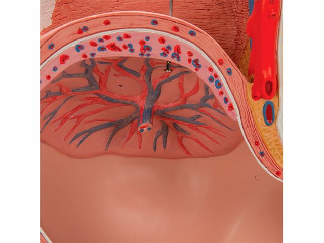 Pelve de Gravidez em 3 Partes - L20 - 3B Scientific Pelve de Gravidez em 3 Partes - L20 - 3B Scientific