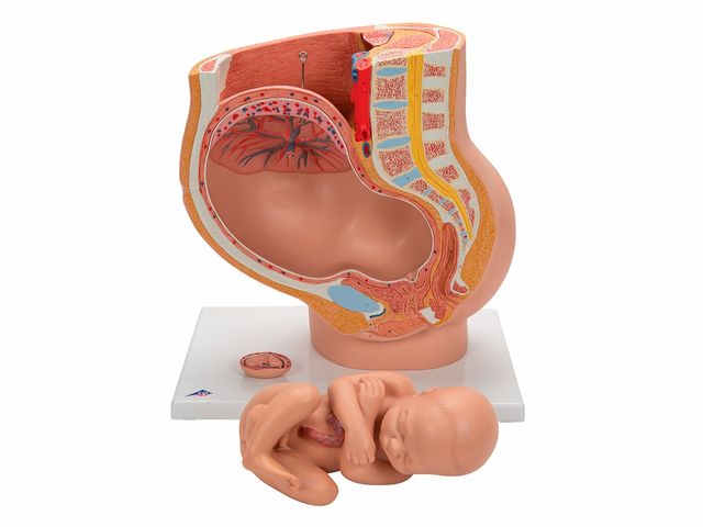Pelve de Gravidez em 3 Partes - L20 - 3B Scientific Pelve de Gravidez em 3 Partes - L20 - 3B Scientific