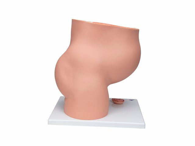 Pelve de Gravidez em 3 Partes - L20 - 3B Scientific Pelve de Gravidez em 3 Partes - L20 - 3B Scientific