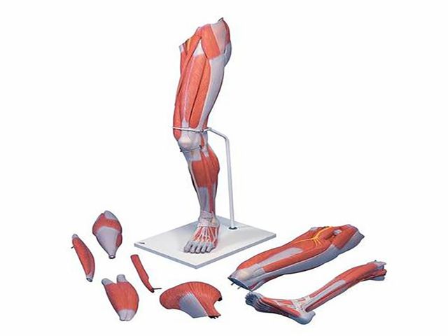 Perna em Versão de Luxo - com Musculatura - em 7 Partes - M21 - 3B Scientific Perna em Versão de Luxo - com Musculatura - em 7 Partes - M21 - 3B Scientific