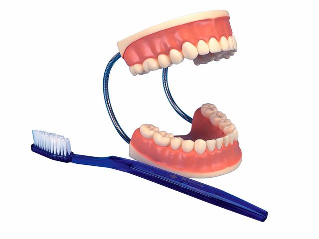 Modelo Gigante - Higiene Dental - 3x o Tamanho Natural - 3B Scientific Modelo Gigante - Higiene Dental - 3x o Tamanho Natural - 3B Scientific