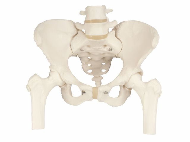 Esqueleto Pélvico Feminino - com Cabeças De Fêmur Móvel - A62 - 3B Scientific 