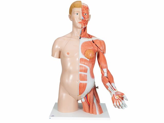 Torso de Luxo - com Braço Muscular - em 33 Partes - B42 - 3B Scientific Torso de Luxo - com Braço Muscular - em 33 Partes - B42 - 3B Scientific